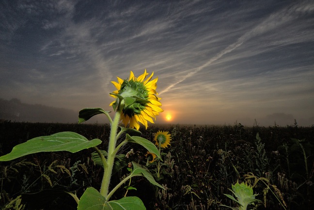 sonnenblume-kopie.jpg