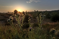 in-der-luebtheener-heide-am-morgen-05-07.jpg