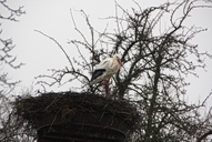 der-elbestorch-am-14-02.jpg