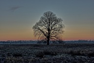 ein-baum-in-den-roegnitzwiesen-in-hdr.jpg