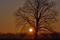 ein-einsamer-baum-im-roegnitztal-02-04.jpg