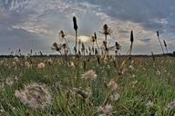 Pusteblume oder Löwenzahn.