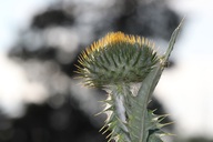 Die Blüte einer Silberdiestel