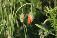 Der Mohn immer ein Motiv wert.