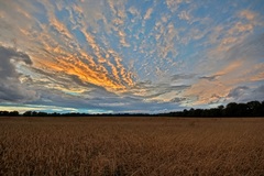 Der Preisteracker bei Lübtheen am Abend(04.09.2016)