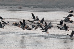 Einen schönen Tag an der Elbe erlebt.(12.02.2017)