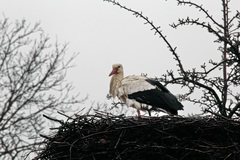 Der Elbestorch am (19.02.2017)