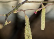  Ein Stück Frühling und ein Stück Allergie