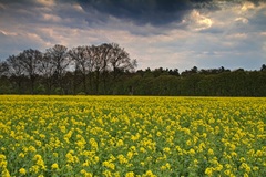 Ein Rapsfeld nähe Lübtheen.(01.05.2017)