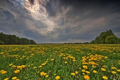 Butterblume oder Löwenzahn????(06.05.2017)