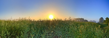 Ein Rapsfeld nach der Blüte. (10.06.2017)