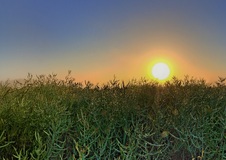 Ein Rapsfeld nach der Blüte.(10.06.2017)