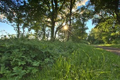 Der Lübtheener Mühlenweg am (19.06.2017)