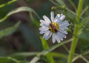 Die Natur Mault nicht rum ist nicht Gierig aber Reich und Schön (08.07.2017) 