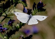 Keine Montage.Ein Schmetterling unterwegs.