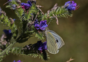 Die Farben und Konturen eines Schmetterlinges sind schon sehr schön.