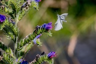 Der Anflug eines Schmetterlings.