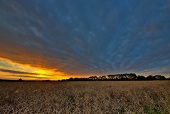 Nähe Neu-Lübtheen.(04.08.2017) 