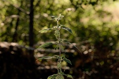 Alles hat seine bedeutung in der Natur