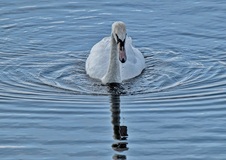 Ein Schwan beim gründeln(02.09.2017)