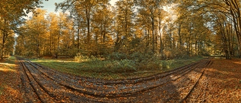 Der Goldene Oktober im Gudower Wald. (15.10.2017)