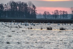 Morgens in den Rögnitzwiesen(26.12.2017)