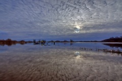 Die Elbe bei Hitzacker(07.01.2018)