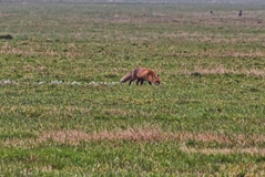 Ein Fuchs in anderen Umständen.Oder? (17.02.2018) An der Elbe.