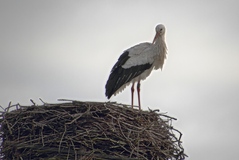 Für mich ist das der erste Storch an der Elbe.(18.02.2018)-( DEW-6X 442 )