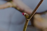 In der Natur ganz klein. Aber für Menschen oft eine große Wirkung. Die Blüte einer Haselnuss.(23.02.2018)