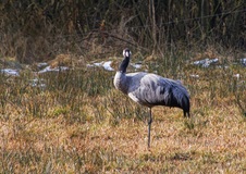 Ein Vogel des Glücks.Die Kraniche.(30.03.2018)