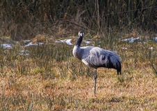 Ein Vogel des Glücks.Die Kraniche.(30.03.2018)