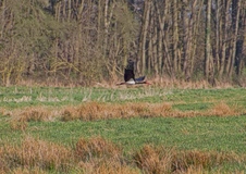 Ein Storch in der Griesen Gegend. ( 18.04.2018 )