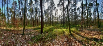 Nähe Lübtheen.( Der Borkenweg )19.04.2018