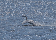 Ein Schwan im Lichterzauber