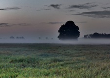 Eine einsame Linde im Nebel.( 27.05.2018 )