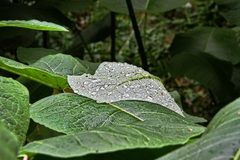 Auch ein Hauch Natur.(02.06.2018)