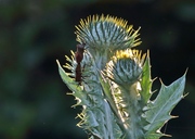 Gut Besucht. Eine  Silberdistel.