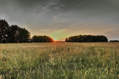 Viele mögen keine einfachen Naturfotos mehr. Für  mich ist es ein Motiv wert.Das Datum hat sich geändert.Aber der Ort ist der gleiche geblieben. (16.06.2018)