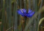 Eine Kornblume war früher oft eine Blume der kleinen Leute.