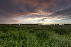 Ein Hauch Wind in den Rögnitzwiesen.(23.06.2018)