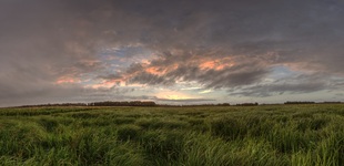 Ein Hauch Wind in den Rögnitzwiesen.23.06.2018